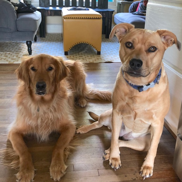 Meet your Posher, Yolanda - Picture 2 of 2